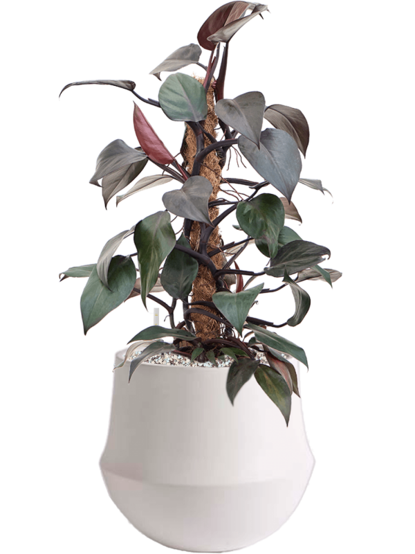Philodendron 'New Red' en Fusion, D&M