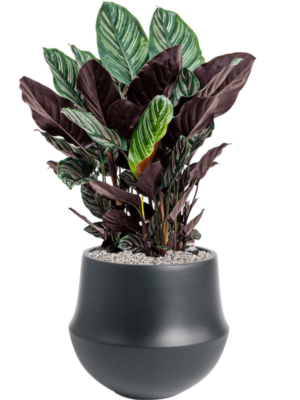 Calathea sanderiana en Fusion