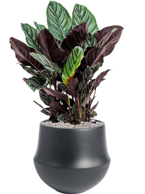 Calathea sanderiana en Fusion, D&M