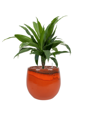 Dracaena fragrans 'Janet Craig' en Charlotte
