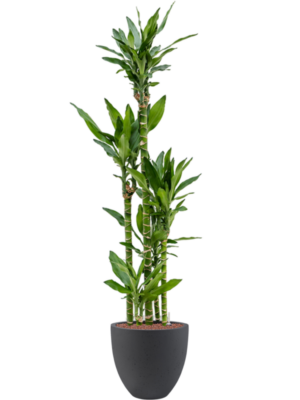 Dracaena fragrans 'Burundii' en Grigio