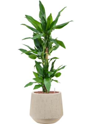 Dracaena fragrans 'Burundii' en Baq Raindrop