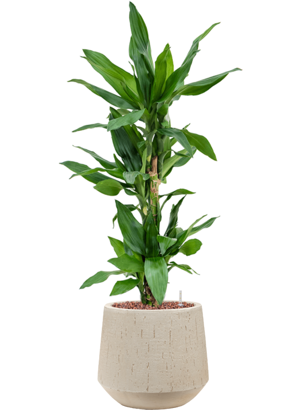 Dracaena fragrans 'Burundii' en Baq Raindrop