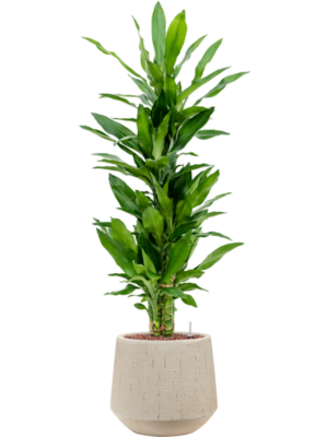 Dracaena fragrans 'Burundii' en Baq Raindrop
