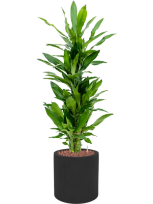Dracaena fragrans 'Burundii' en Fiberstone