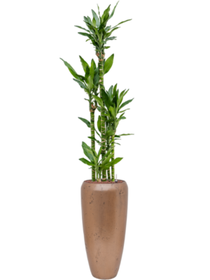 Dracaena fragrans 'Burundii' en Baq Opus Raw