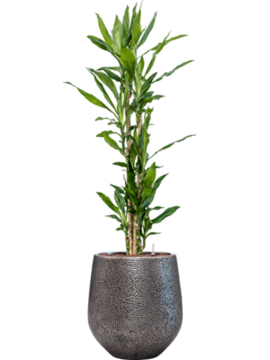 Dracaena fragrans 'Burundii' en Baq Opus Hit