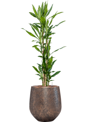 Dracaena fragrans 'Burundii' en Baq Opus Hit