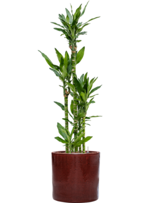 Dracaena fragrans 'Burundii' en Cylinder