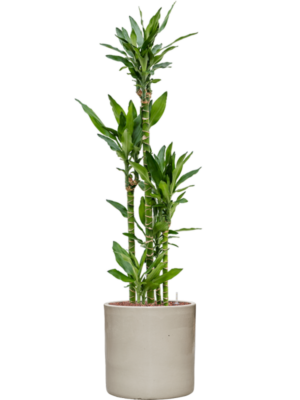 Dracaena fragrans 'Burundii' en Cylinder