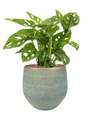 Monstera obliqua en Ryan