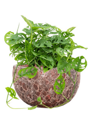 Monstera obliqua en Baq Lava