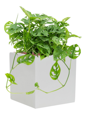 Monstera obliqua en Fiberstone