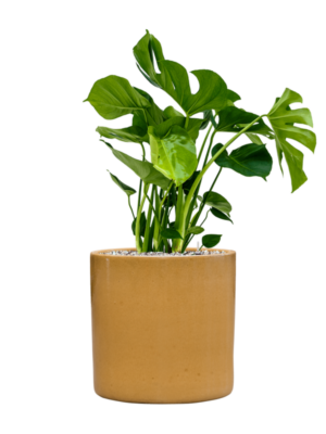 Monstera deliciosa en Cylinder