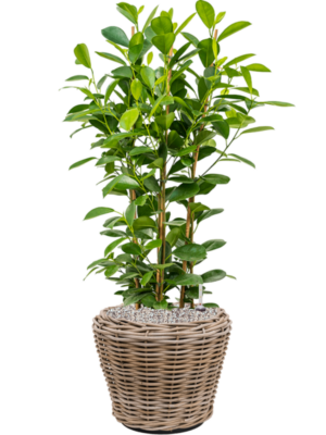 Ficus microcarpa 'Moclame' en Drypot Rattan