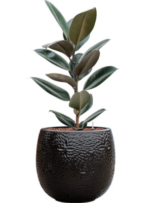 Ficus elastica 'Abidjan'' en Marly