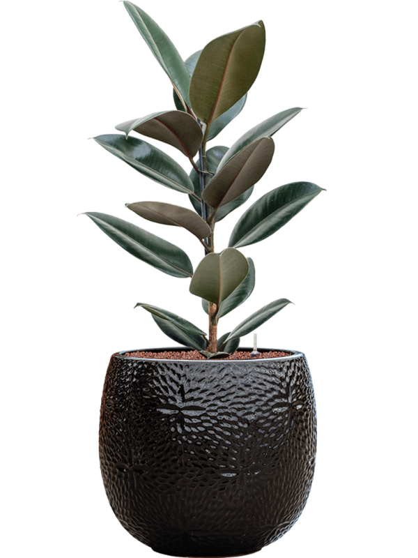 Ficus elastica 'Abidjan'' en Marly, Ter Steege