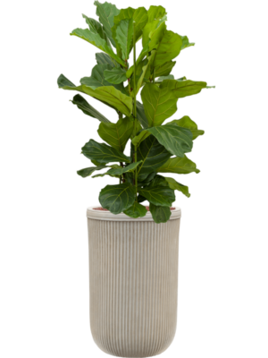 Ficus lyrata en Baq Vertical Rib