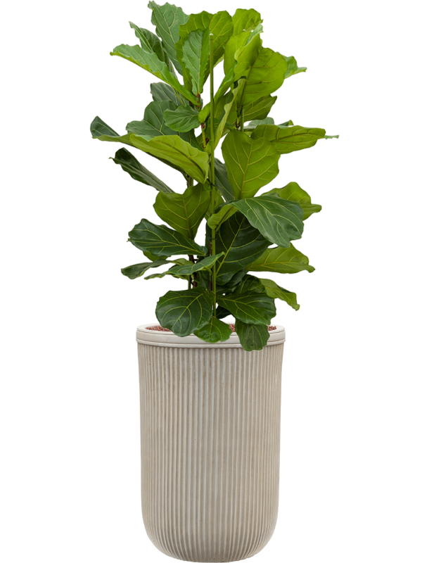 Ficus lyrata en Baq Vertical Rib