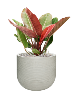 Philodendron 'Prince of Orange' en Ridged Horizontally