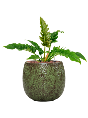 Philodendron 'Narrow' en Marly