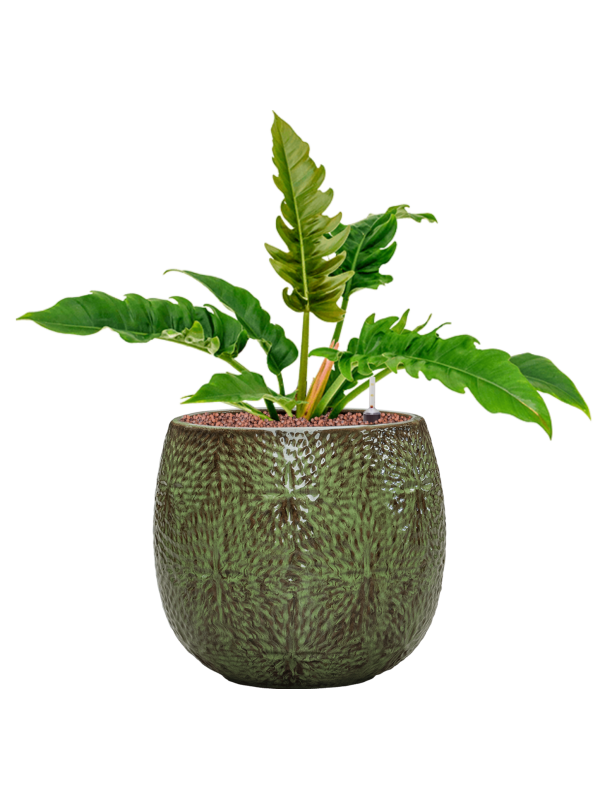 Philodendron 'Narrow' en Marly, Ter Steege