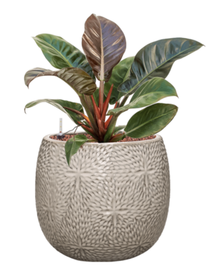 Philodendron 'Imperial Red' en Marly