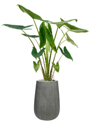 Alocasia zebrina en Ridged Vertically