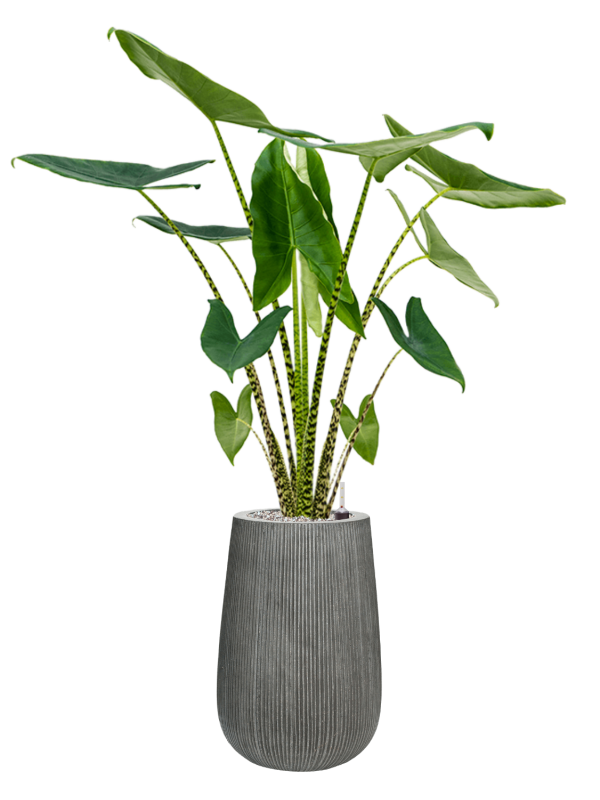 Alocasia zebrina en Ridged Vertically, Pottery Pots