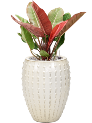 Philodendron 'Prince of Orange' en Laos