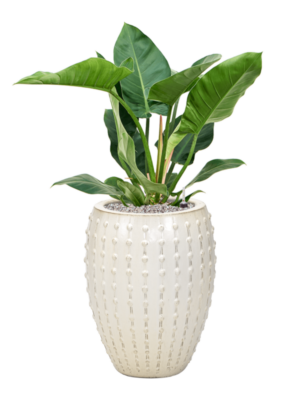 Philodendron 'Imperial Green' en Laos