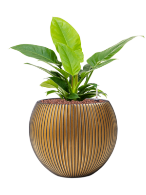 Philodendron 'Imperial Green' en Capi Nature Groove