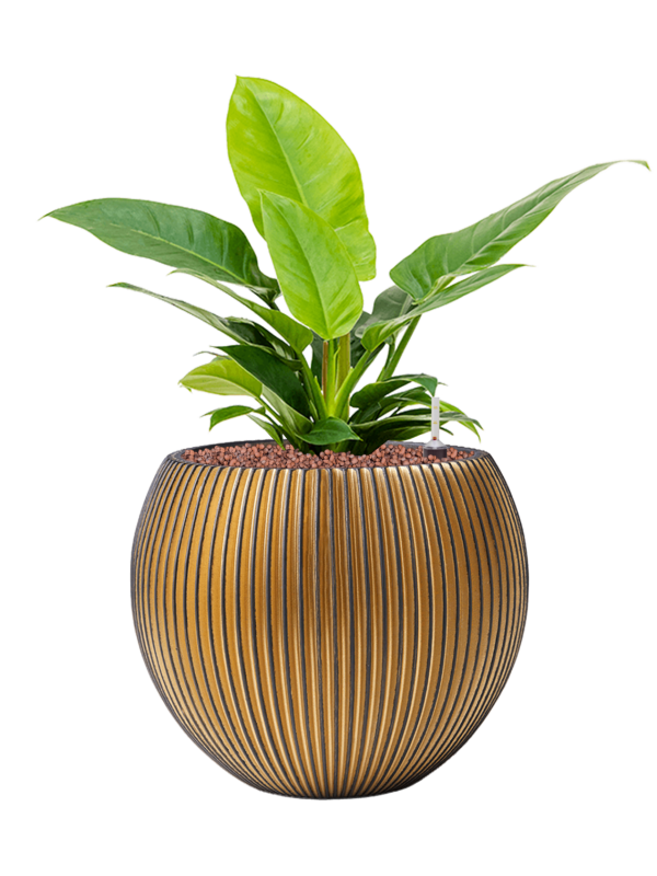 Philodendron 'Imperial Green' en Capi Nature Groove