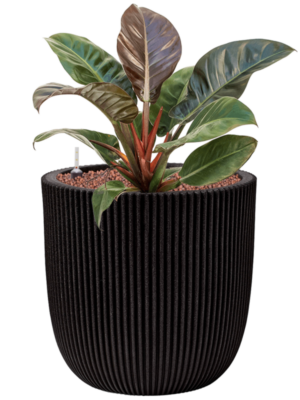 Philodendron 'Imperial Red' en Capi Nature Groove NL