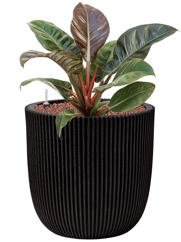 Philodendron 'Imperial Red' en Capi Nature Groove NL