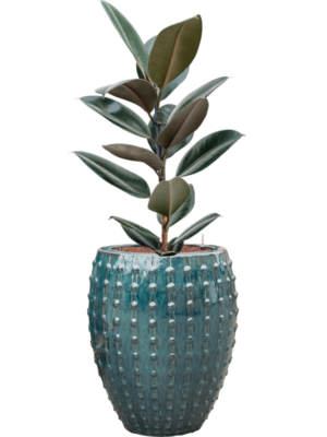 Ficus elastica 'Abidjan'' en Laos