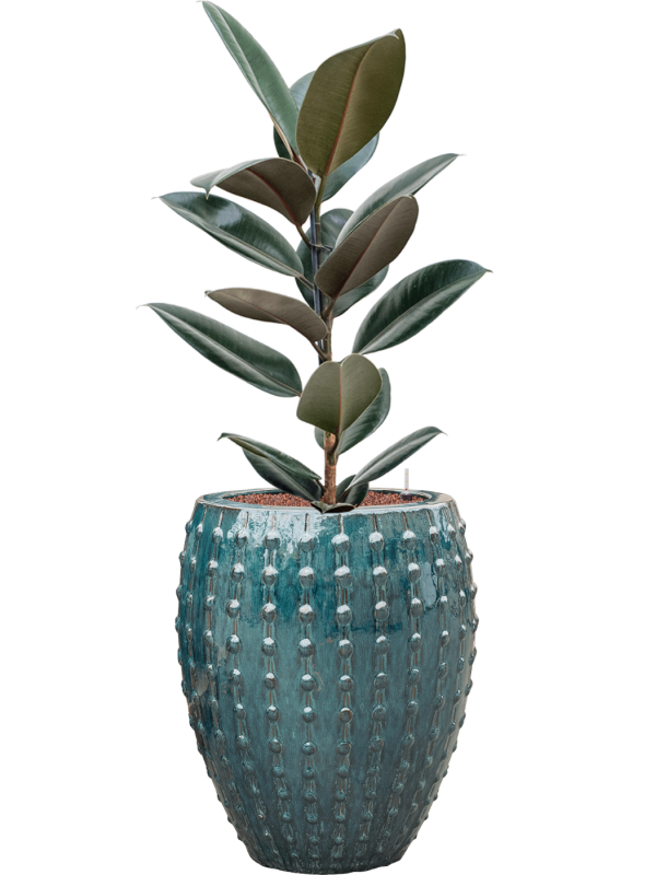 Ficus elastica 'Abidjan'' en Laos, Private label