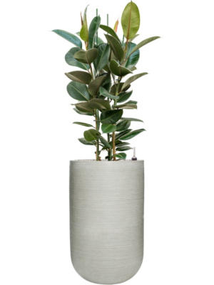Ficus elastica 'Robusta' en Ridged Horizontally