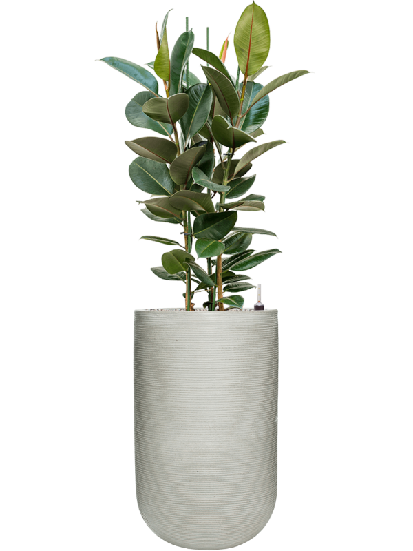 Ficus elastica 'Robusta' en Ridged Horizontally, Pottery Pots