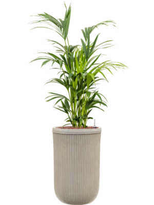 Kentia (Howea) forsteriana en Baq Vertical Rib