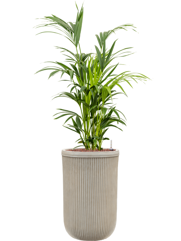 Kentia (Howea) forsteriana en Baq Vertical Rib
