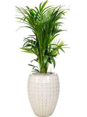 Kentia (Howea) forsteriana en Laos