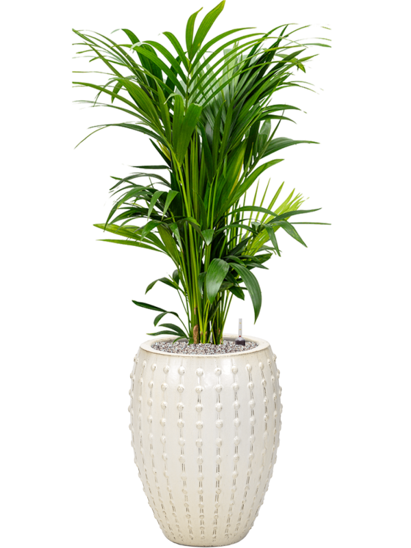 Kentia (Howea) forsteriana en Laos, Private label