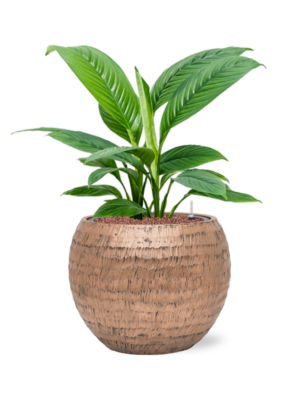Spathiphyllum 'Sensation' en Baq Opus Hammered