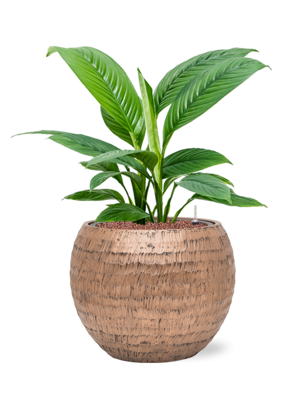 Spathiphyllum 'Sensation' en Baq Opus Hammered