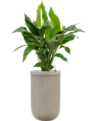 Spathiphyllum 'Sweet Lauretta' en Baq Vertical Rib