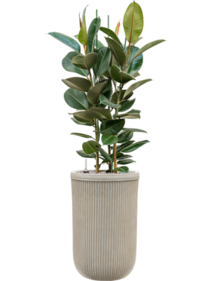 Ficus elastica 'Robusta' en Baq Vertical Rib