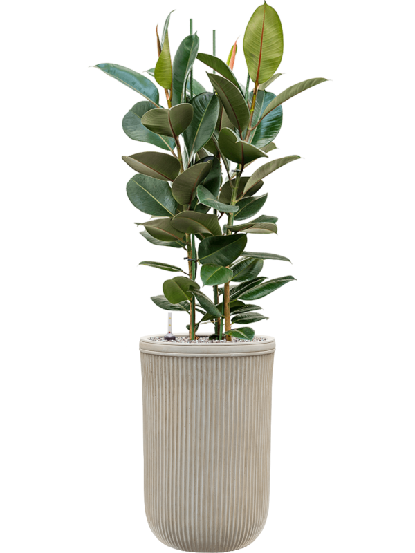 Ficus elastica 'Robusta' en Baq Vertical Rib