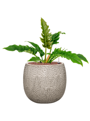 Philodendron 'Narrow' en Marly