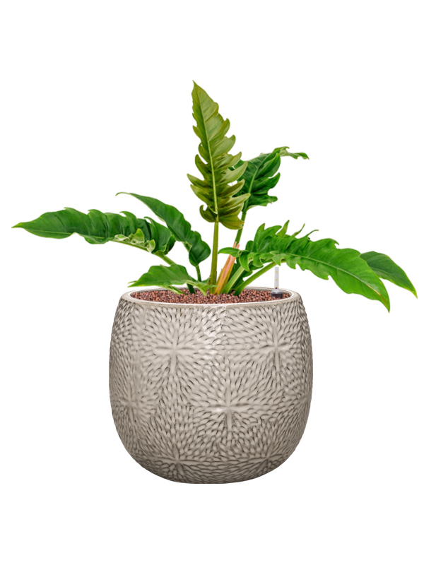 Philodendron 'Narrow' en Marly, Ter Steege